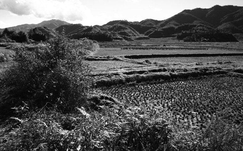 paddygudongsurroundings.jpg