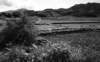paddygudongsurroundings_small.jpg