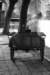 pushcartgreenlakepark_small.jpg