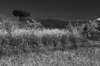 rapefieldmanzhasurrounding_small.jpg
