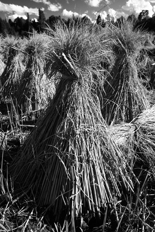 ricesheaves.jpg