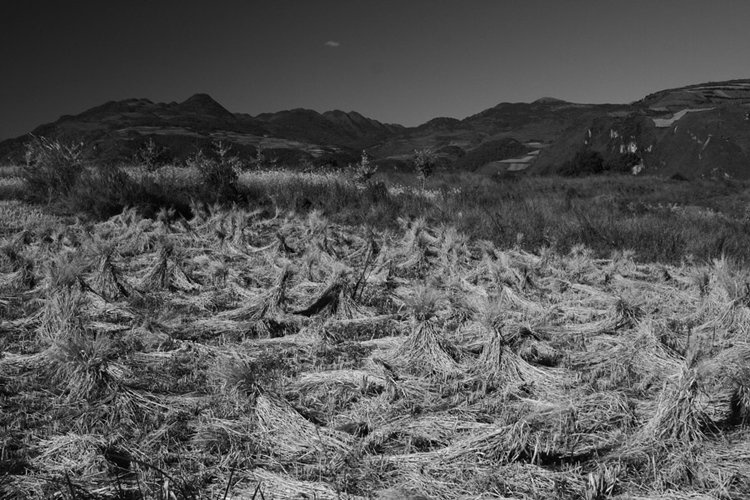 ricesheavesmanzhasurrounding.jpg